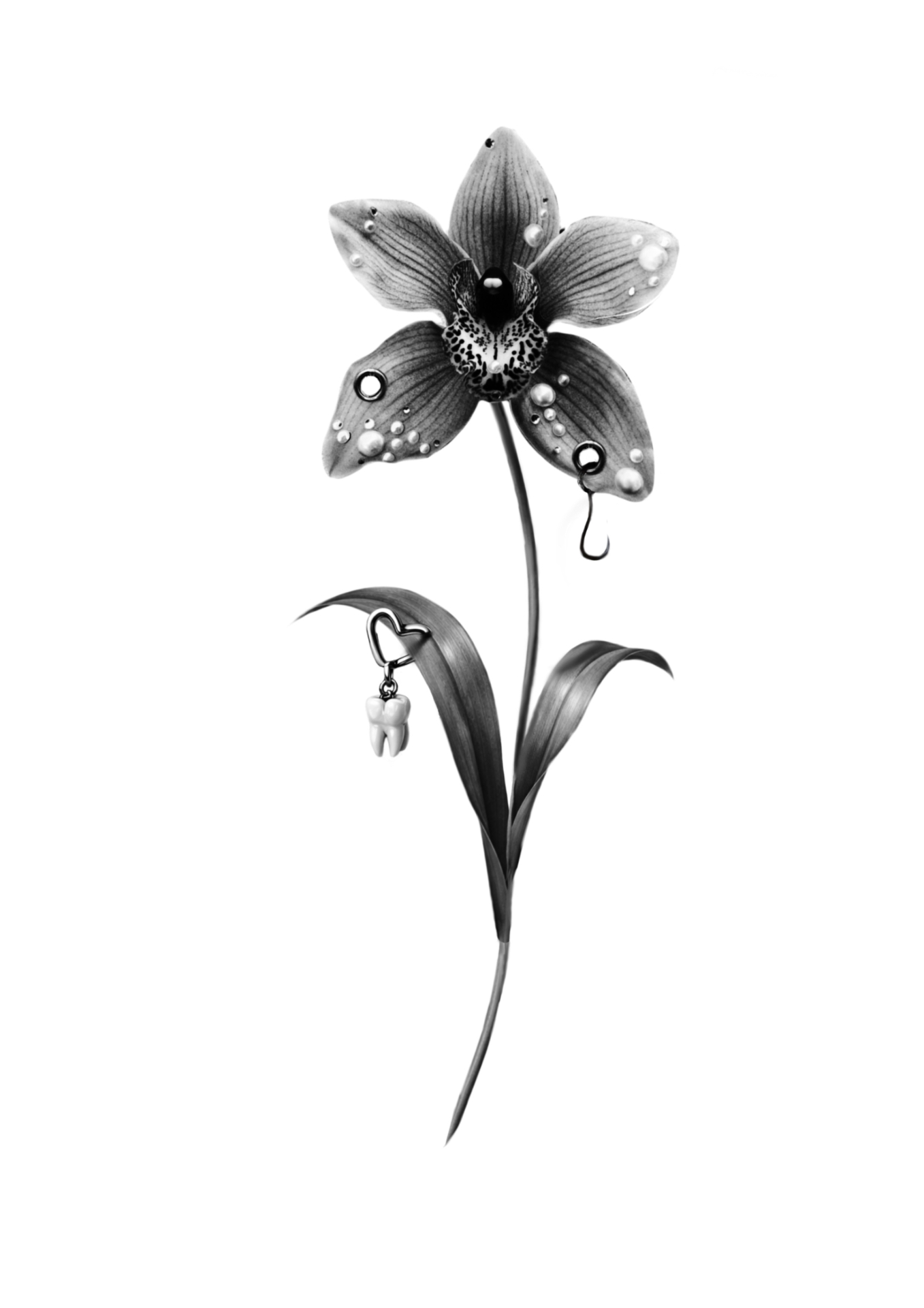 Tooth Orchid