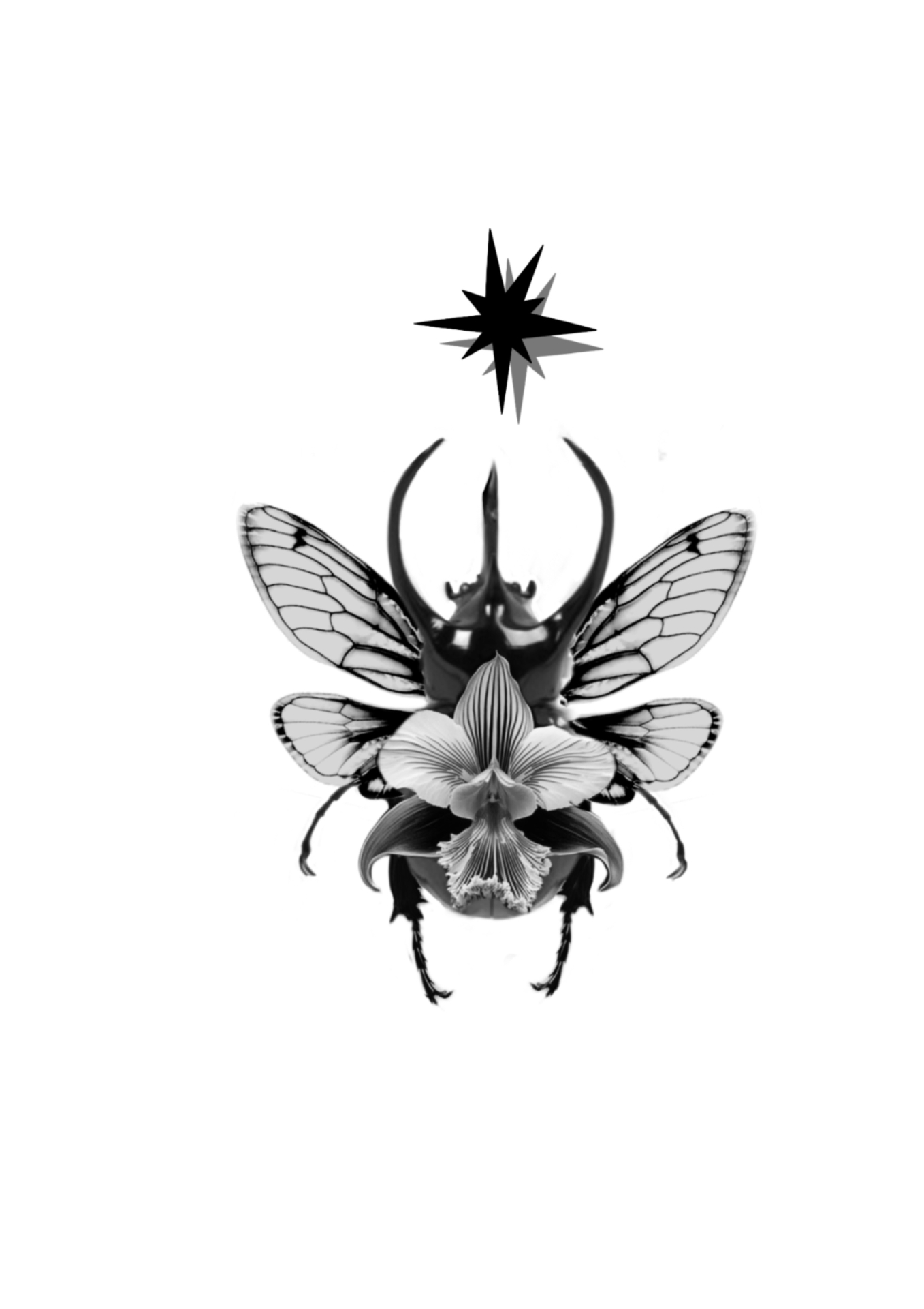 Orchid Beetle