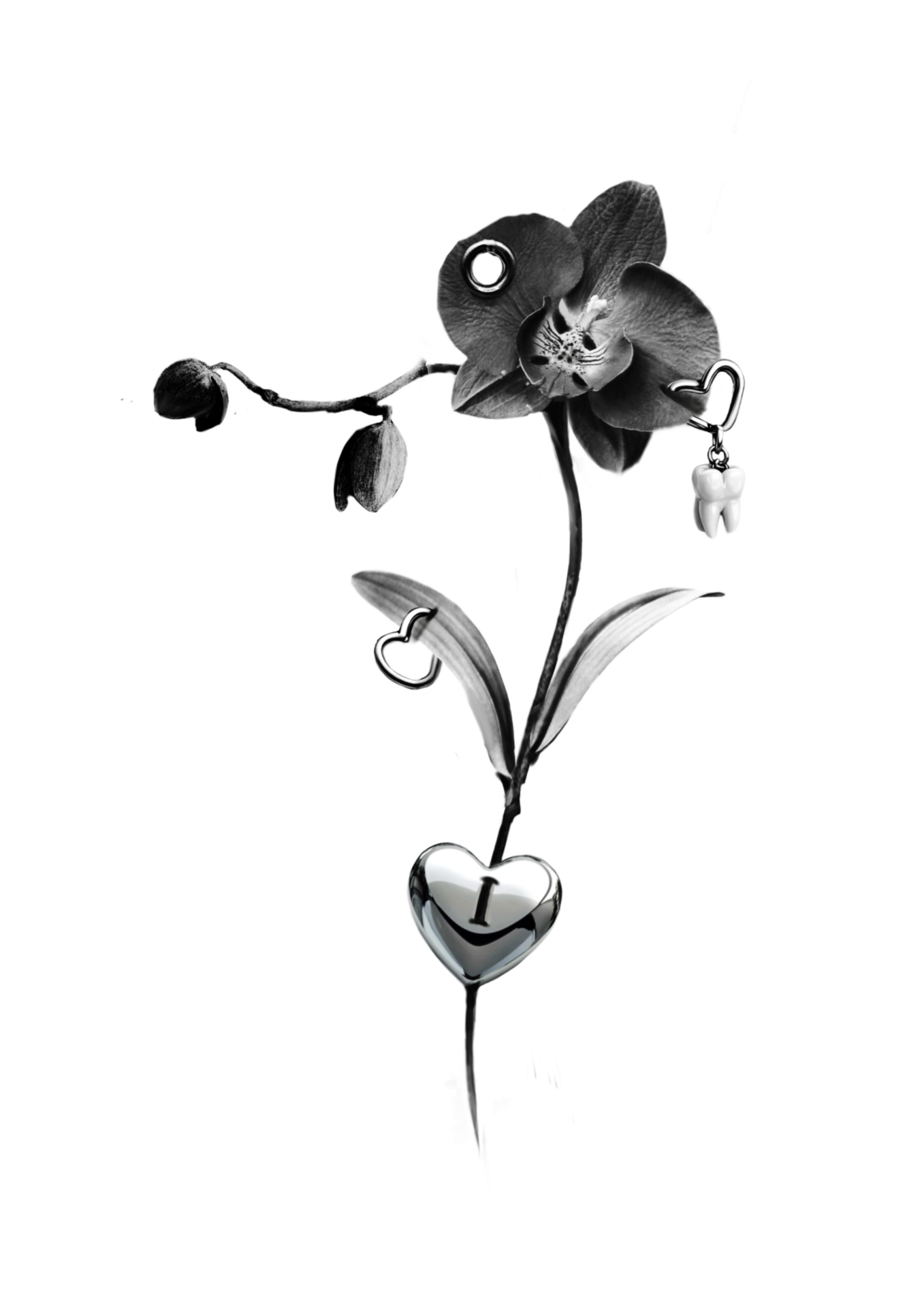 Charmed Orchid