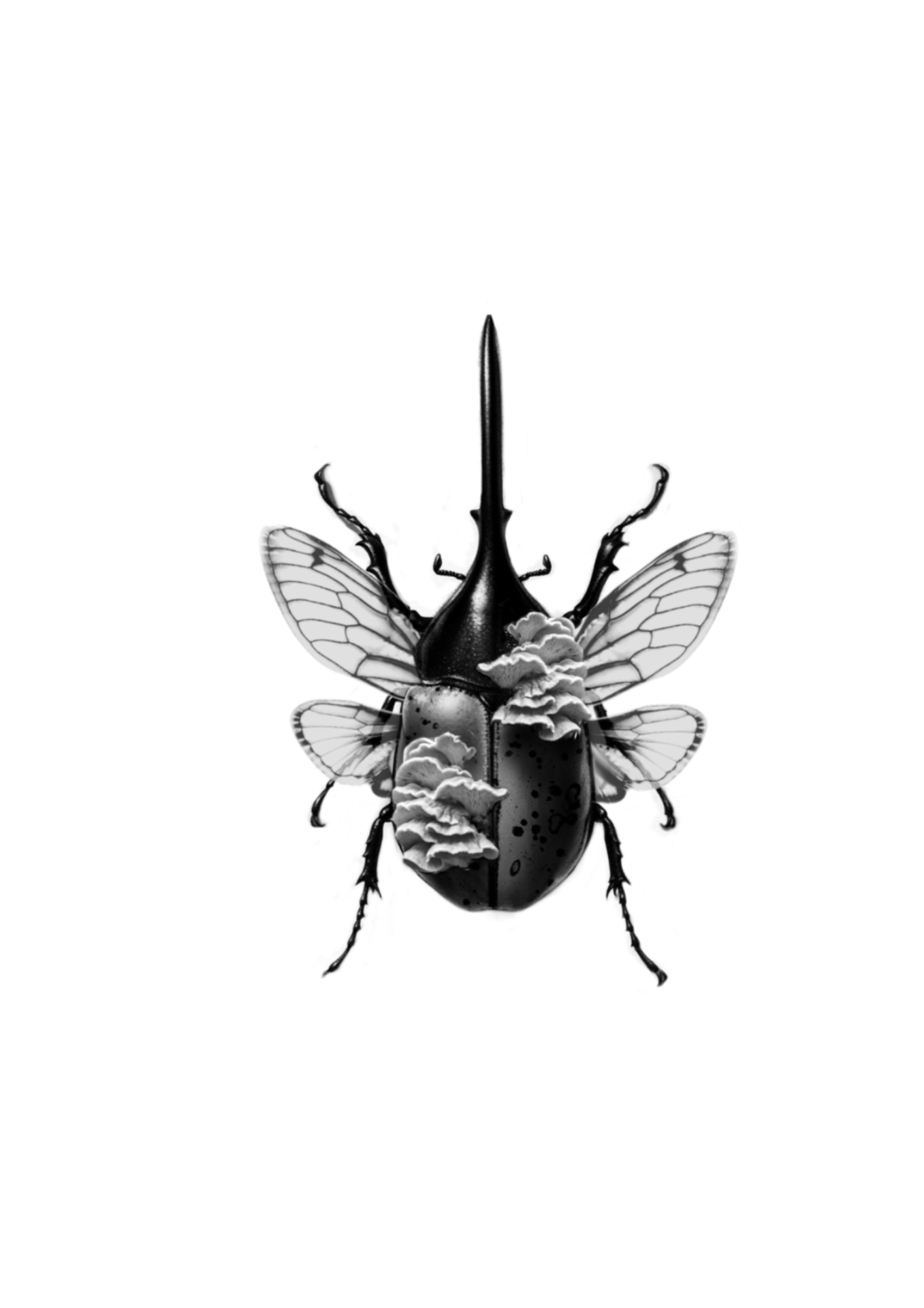Fungal Beetle