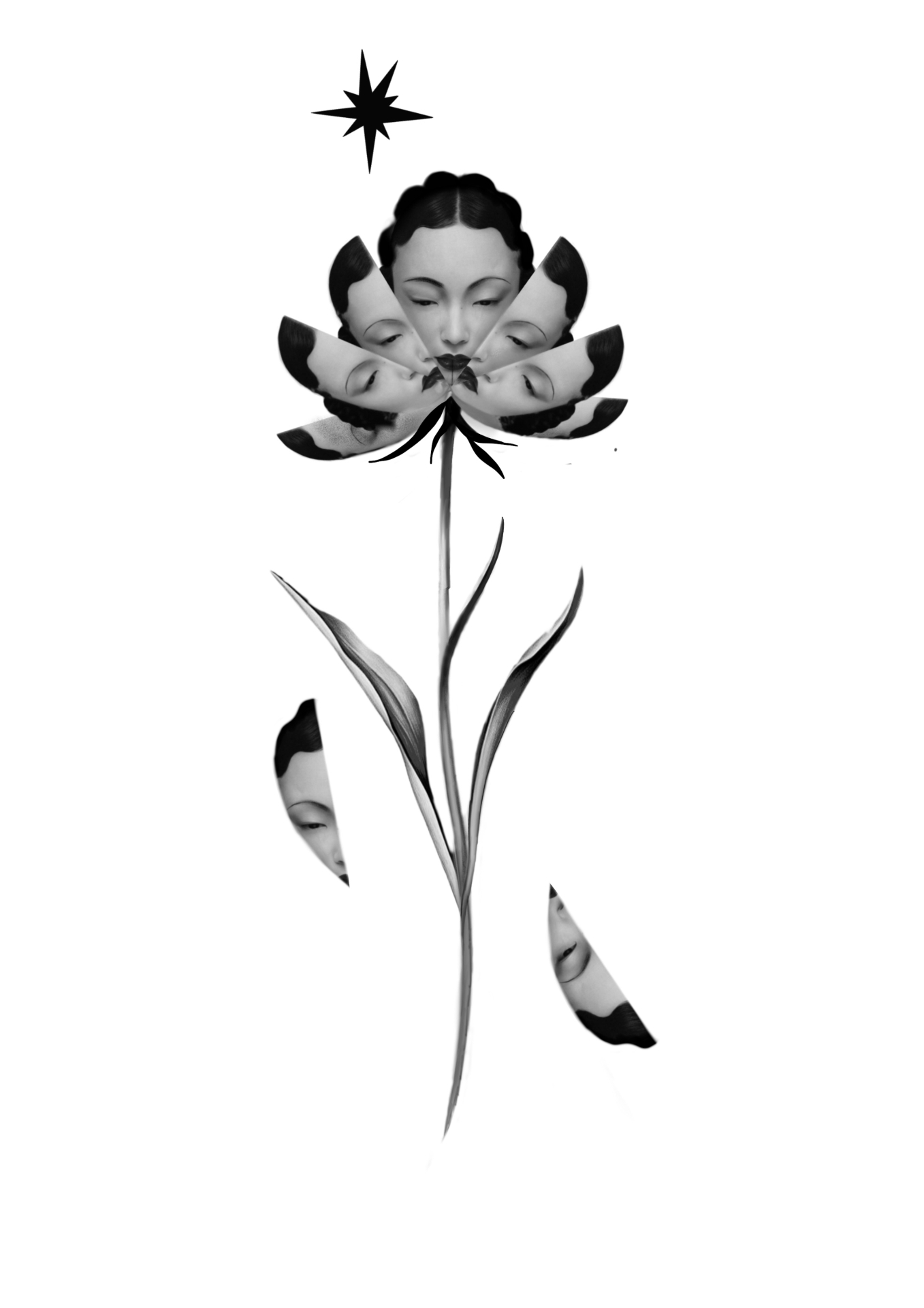 Six Faced Lily